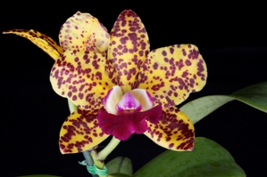 Cattleya N.R. Ruben's Gem HCC/AOS 76 pts.